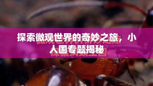 探索微观世界的奇妙之旅，小人国专题揭秘